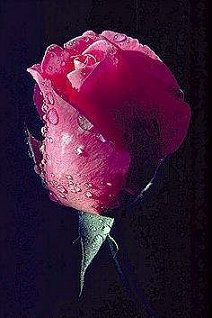 une rose